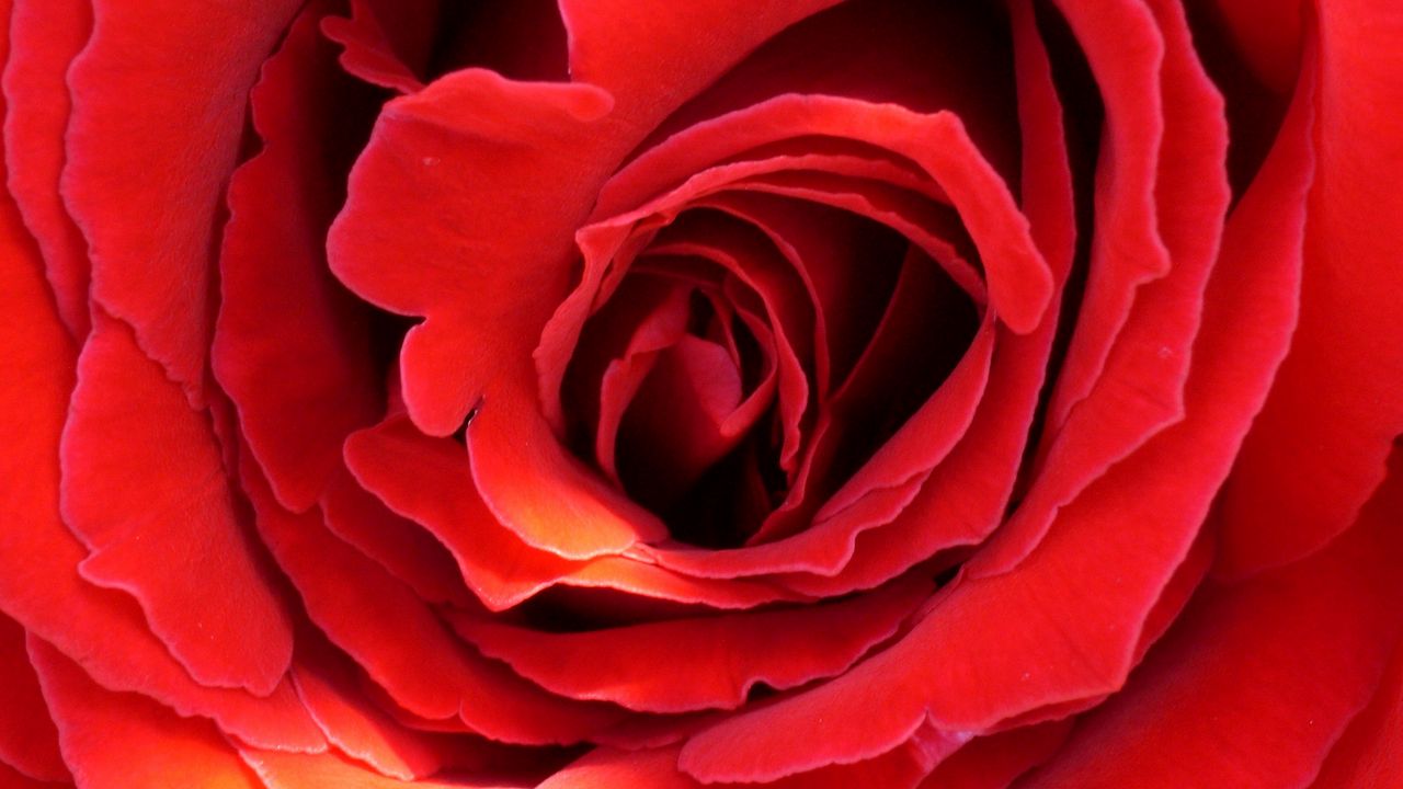 Wallpaper petals, red, macro, rose, light