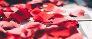 Preview wallpaper petals, rose, close-up, blurred