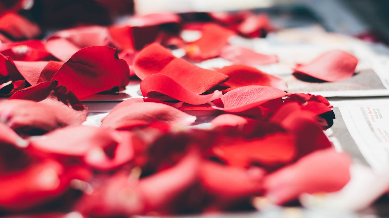 Wallpaper petals, rose, close-up, blurred