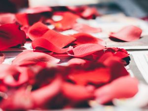 Preview wallpaper petals, rose, close-up, blurred