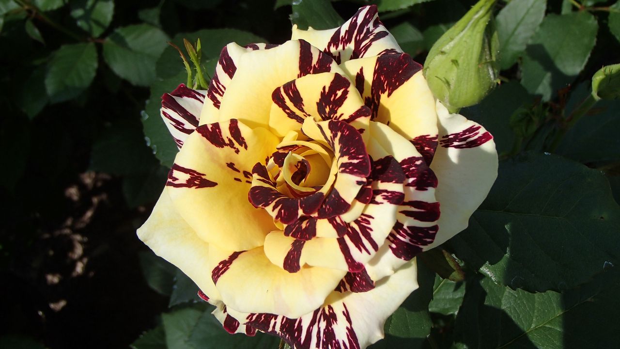 Wallpaper petals, rose, leaves, flower