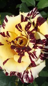 Preview wallpaper petals, rose, leaves, flower