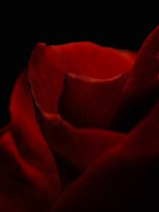 Preview wallpaper petals, rose, macro