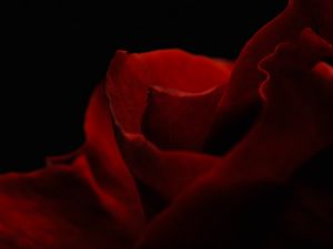Preview wallpaper petals, rose, macro