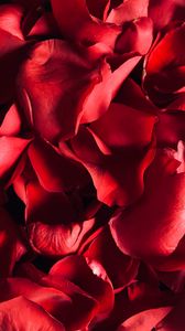 Preview wallpaper petals, rose, macro, red