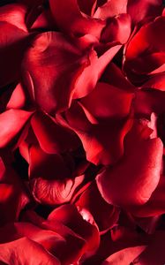 Preview wallpaper petals, rose, macro, red