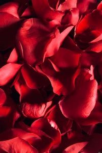 Preview wallpaper petals, rose, macro, red