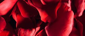 Preview wallpaper petals, rose, macro, red