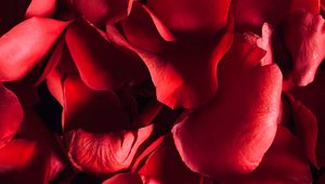 Preview wallpaper petals, rose, macro, red