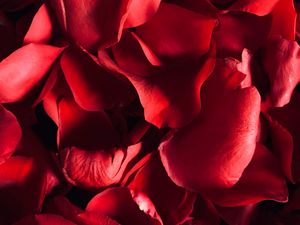 Preview wallpaper petals, rose, macro, red
