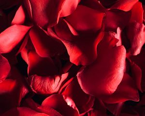 Preview wallpaper petals, rose, macro, red