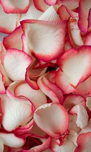 Preview wallpaper petals, rose, macro, soft