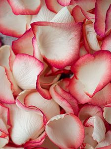 Preview wallpaper petals, rose, macro, soft