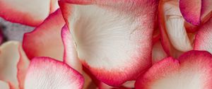Preview wallpaper petals, rose, macro, soft