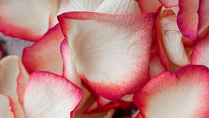 Preview wallpaper petals, rose, macro, soft