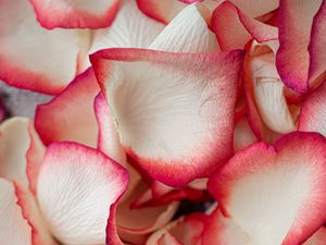 Preview wallpaper petals, rose, macro, soft