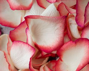 Preview wallpaper petals, rose, macro, soft