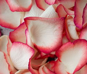 Preview wallpaper petals, rose, macro, soft