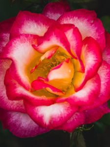 Preview wallpaper petals, rose, pink, flower, macro