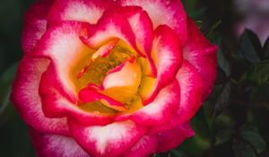 Preview wallpaper petals, rose, pink, flower, macro