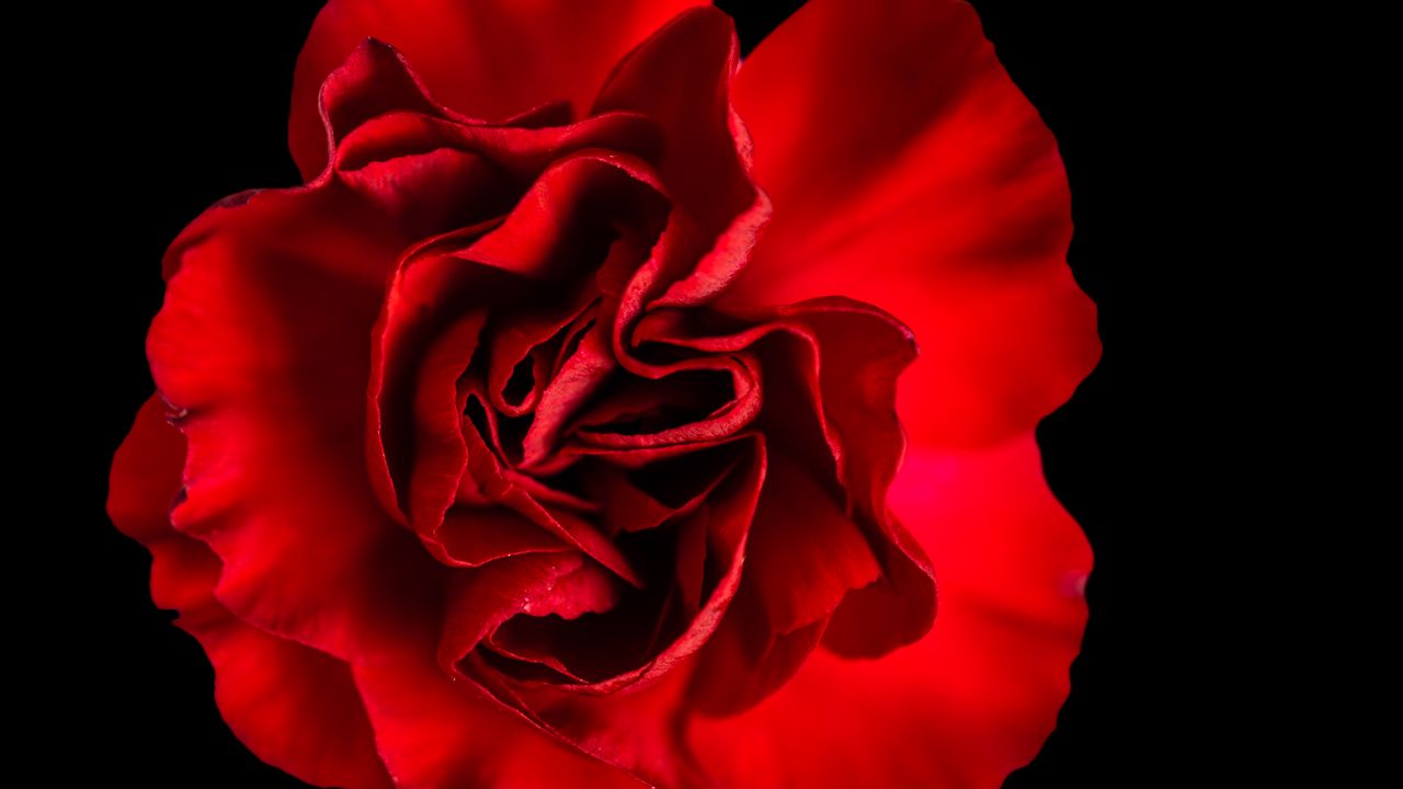 Wallpaper petals, rose, red, macro