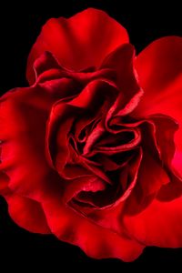 Preview wallpaper petals, rose, red, macro