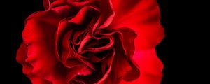 Preview wallpaper petals, rose, red, macro