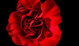 Preview wallpaper petals, rose, red, macro