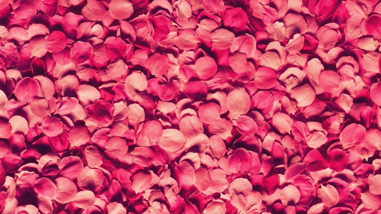 Wallpaper petals, rose, red, texture