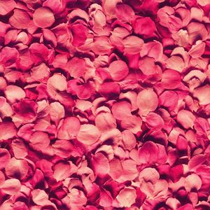 Preview wallpaper petals, rose, red, texture