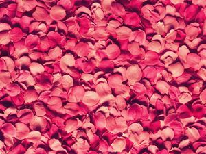 Preview wallpaper petals, rose, red, texture