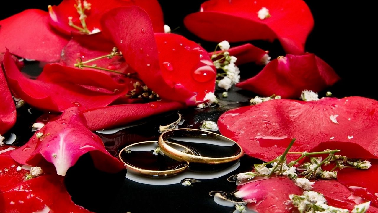 Wallpaper petals, rose, rings, love