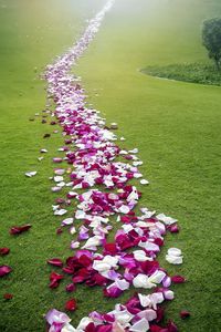 Preview wallpaper petals, roses, flowers, grass, lawn