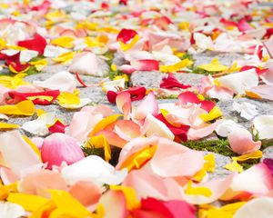 Preview wallpaper petals, roses, multicolored
