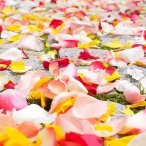 Preview wallpaper petals, roses, multicolored