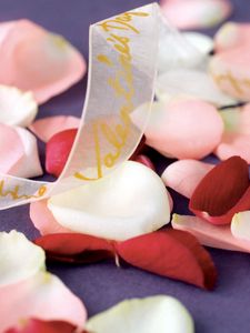 Preview wallpaper petals, roses, ribbon