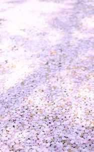 Preview wallpaper petals, sakura, spring, flowers