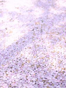 Preview wallpaper petals, sakura, spring, flowers
