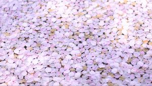 Preview wallpaper petals, sakura, spring, flowers