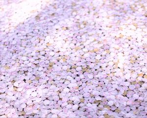 Preview wallpaper petals, sakura, spring, flowers