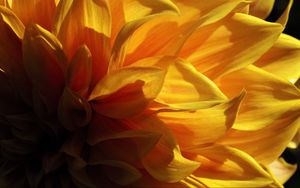 Preview wallpaper petals, shadows, light, yellow, macro, flower
