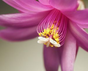 Preview wallpaper petals, stamens, flower