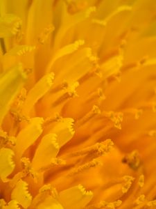 Preview wallpaper petals, stamens, macro, flower, yellow