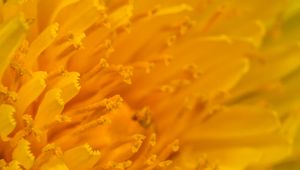 Preview wallpaper petals, stamens, macro, flower, yellow