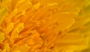 Preview wallpaper petals, stamens, macro, flower, yellow