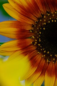 Preview wallpaper petals, sunflower, flower, macro, plant