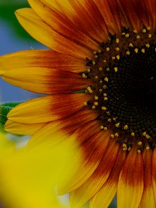 Preview wallpaper petals, sunflower, flower, macro, plant