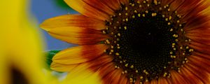 Preview wallpaper petals, sunflower, flower, macro, plant
