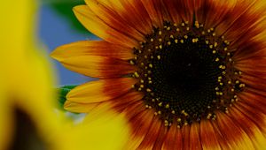 Preview wallpaper petals, sunflower, flower, macro, plant