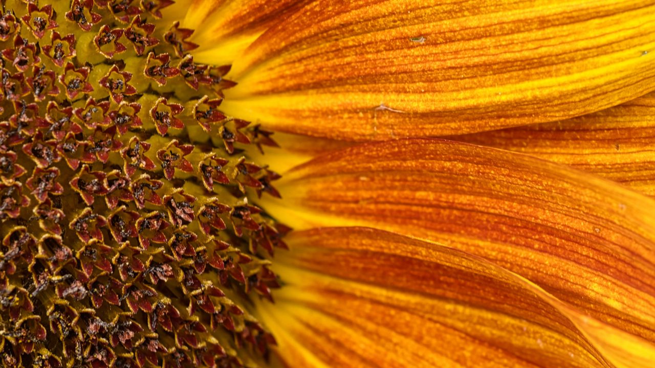 Wallpaper petals, sunflower, flower, macro, orange